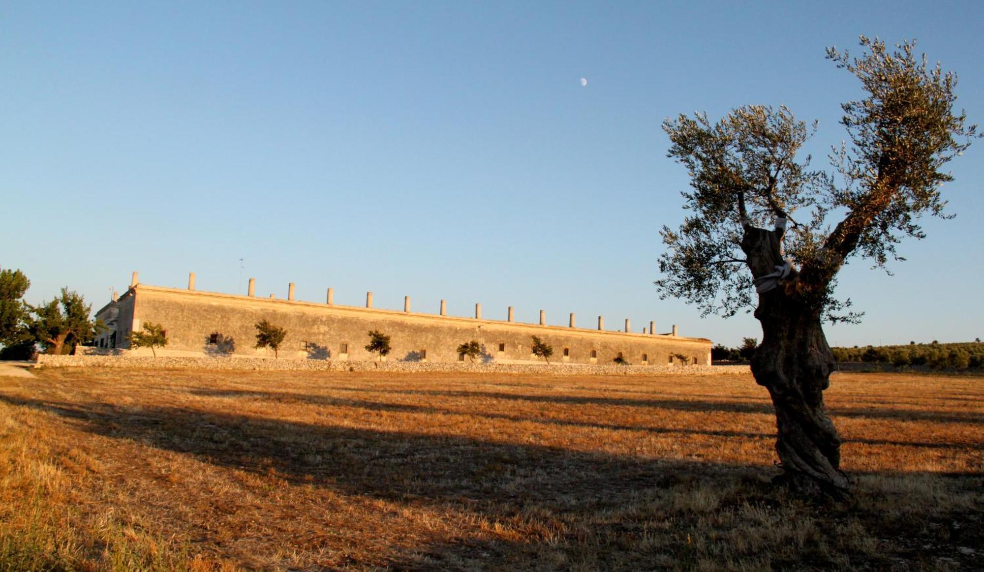 Lama Di Luna Biomasseria Montegrosso Luaran gambar